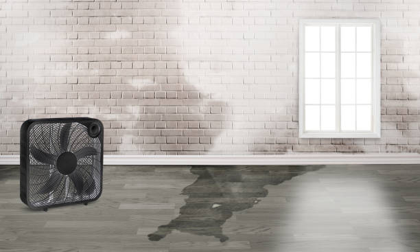 Best 24/7 water damage repair  in Hansen, ID